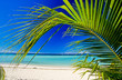 plage et palmier