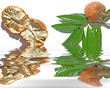 fruits exotiques