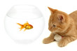 Cat fish and mouse isolated on white background