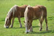 chevaux breton