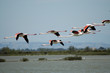 CAMARGUE 12