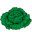 Coliflor Coliflor