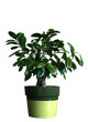 petit arbre ficus