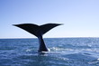 baleine valdes