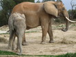 Elephant et Elephanteau Elephant et Elephanteau