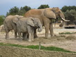 Famille d'éléphants d'Afrique Famille d'éléphants d'Afrique