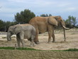 Elephant d'afrique et son elephanteau Elephant d'afrique et son elephanteau