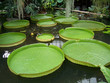 Victoria water lily Victoria water lily