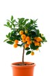 Orange Tree - Tengerines isolated