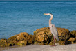 Wetlands Wildlife
