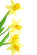spring daffodils spring daffodils