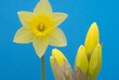yellow spring daffodils yellow spring daffodils