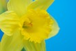 yellow spring daffodils yellow spring daffodils