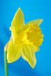 yellow spring daffodils yellow spring daffodils