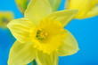 Bunch of yellow spring daffodils against blue background Bunch of yellow spring daffodils against blue background