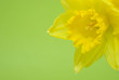 Bunch of yellow spring daffodils against green background Bunch of yellow spring daffodils against green background