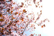 spring time beauty