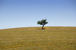 Albero solitario