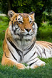 tiger  lounging