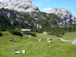 alpin