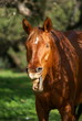 Cavallo felice