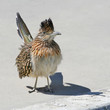 Roadrunner on the Curb