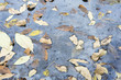 Dried leaves in frozen water.