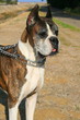 Boxer Dog