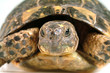 turtle portrait