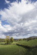 Trees on vast grassland.