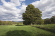 Trees on vast grassland.
