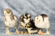 Cute chickens