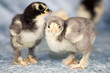 Adorable chickens