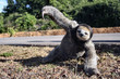 paresseux en mouvement
