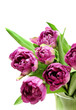 Tulips bouquet