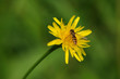 Photo : Schwebfliege auf Blume