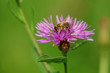 Photo : Biene auf Blume