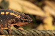 Chameleon
