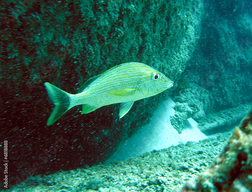 Photo: Blaustreifengrunzer Blaustreifengrunzer