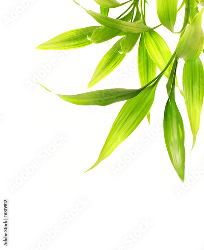 Bamboo leaves isolated on white background
