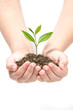 Holding small plant Holding small plant