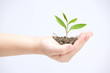 Holding small plant Holding small plant