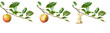 apples  on a branch