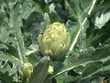 .Artichoke Plant