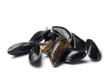 rohe miesmuscheln isoliert auf weiss rohe miesmuscheln isoliert auf weiss