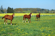 Chevaux jaunes