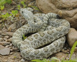 Snake-Prairie rallesnake Snake-Prairie rallesnake