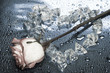 heart from ice with rose on blue background