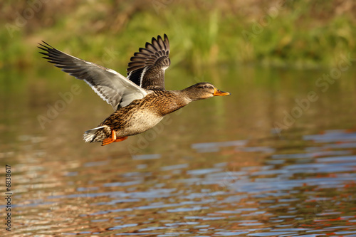 Photo: Duck Duck