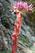 Joubarbe toile d'araignée,Pyrénées